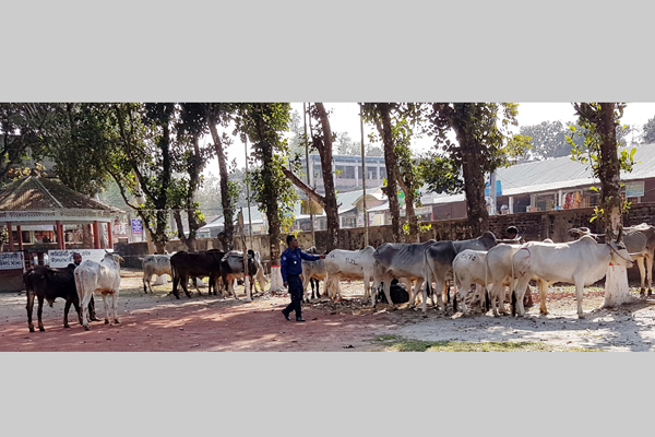 নীলফামারীতে ভারতীয় ৬৭টি গরুসহ একজন আটক