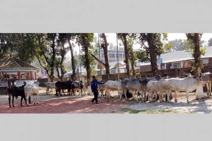 নীলফামারীতে ভারতীয় ৬৭টি গরুসহ একজন আটক