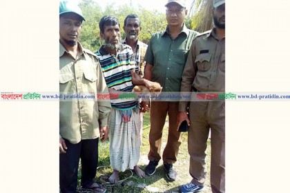 শরণখোলায় উদ্ধারকৃত বানর ছানা সুন্দরবনে অবমুক্ত         