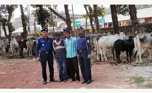 নীলফামারীতে ভারতীয় গরু উদ্ধারের ঘটনায় মামলা, আটক দুইজন কারাগারে