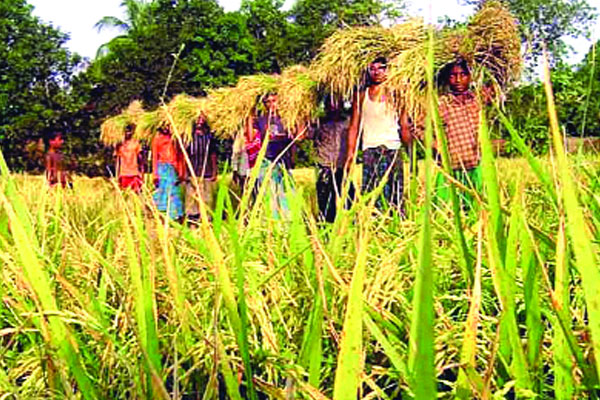প্রযুক্তির উৎকর্ষে কৃষি খাতে বৈপ্লবিক পরিবর্তন