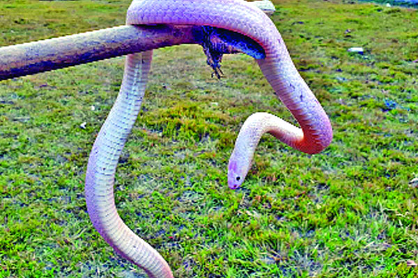 সাদা জলঢোঁড়া