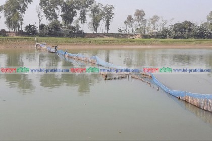 নাটোরে আত্রাই নদীতে নির্বিচারে মাছ শিকার