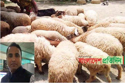 চাকরি ছেড়ে গাড়লের খামার করে স্বাবলম্বী মেহেদী 