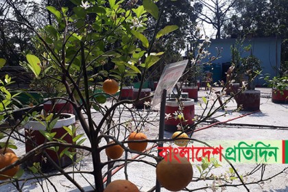 শিক্ষা অফিসের ছাদে ফলের বাগান