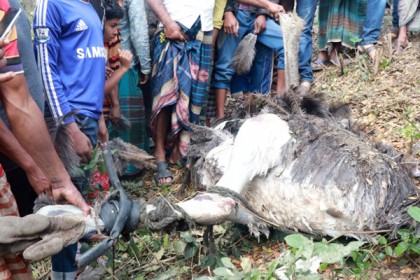 মাগুরা মহাসড়কের পাশে পা বাঁধা অবস্থায় মৃত উট পাখি উদ্ধার