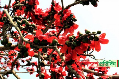 বিলুপ্তির পথে শিমুল!