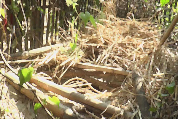 ধামরাইয়ে কবর থেকে ৪টি কঙ্কাল চুরি, এলাকায় আতঙ্ক