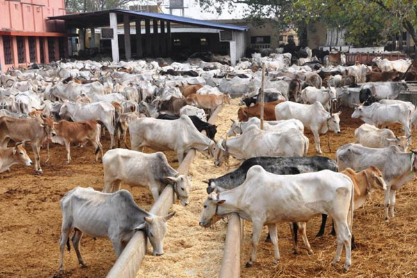 করোনাভাইরাস ধ্বংসে ভারতে 'গোমূত্র' পার্টির আয়োজন