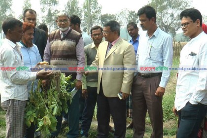 দিনাজপুরে নতুন জাতের আলুর পরীক্ষামূলক চাষ