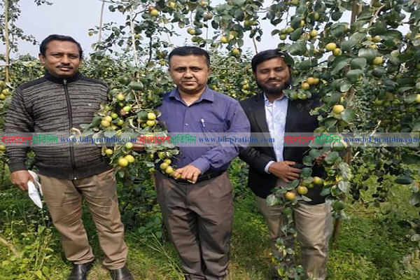 নাটোরে কাশ্মীরি কুল চাষে সাফল্য
