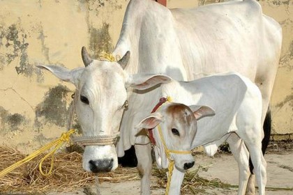 ‘গরু বাদ দিন!’ মোদির বিজ্ঞান-ভাবনার বিরুদ্ধে ক্ষোভ ঝাড়লেন বিশিষ্ট বিজ্ঞানী