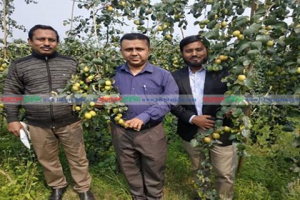 নাটোরে কাশ্মীরি কুল চাষে সাফল্য
