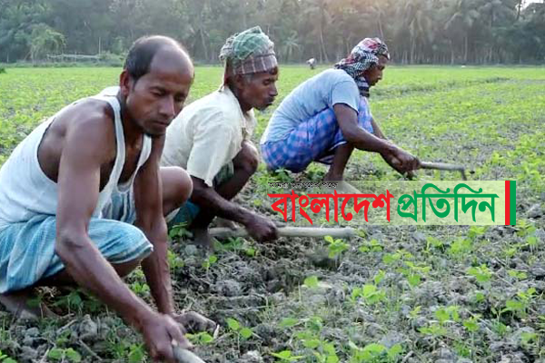 হুমকির মুখে লক্ষ্মীপুরের সম্ভাবনাময়ী ফসল সয়াবিন 