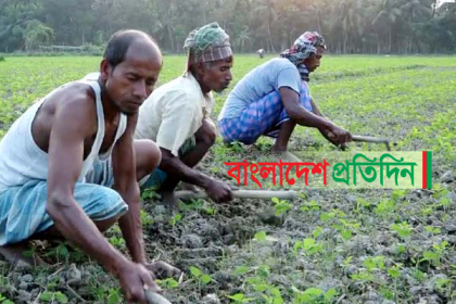 হুমকির মুখে লক্ষ্মীপুরের সম্ভাবনাময়ী ফসল সয়াবিন 