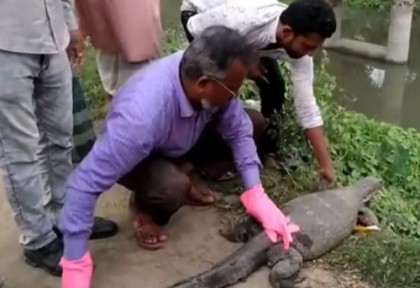 ১০ ফুট লম্বা গর্ভবতী গুইসাপ অবমুক্ত 