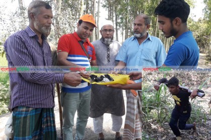 চলনবিলে প্রকাশ্যে পাখি শিকার
