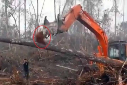‘আমাদের ঘর ভেঙে দিও না’