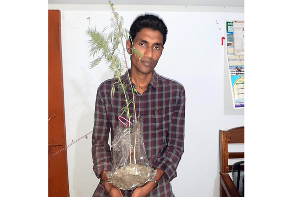 অধিক লাভের আশায় গাঁজা গাছ চাষ, যুবক গ্রেফতার