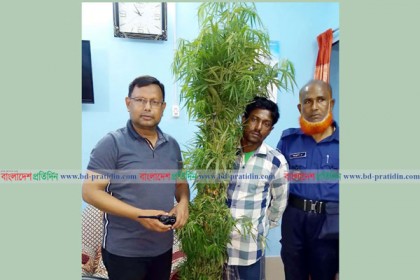 বরিশালে গাঁজার ১২টি গাছসহ যুবক আটক