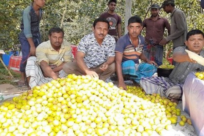 নাটোরে উন্নত জাতের কুল চাষে ঝুঁকছে চাষীরা