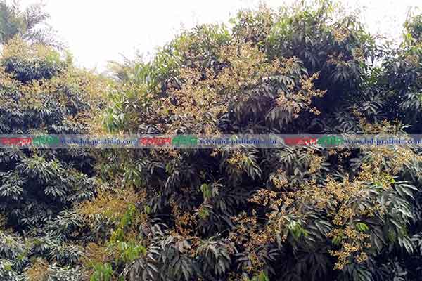 আগাম বিক্রি হচ্ছে গুরুদাসপুরের লিচু বাগানগুলো