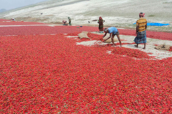 বগুড়ায় হাসতে শুরু করেছে মরিচ চাষীরা