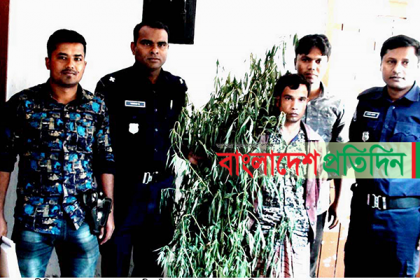 আদমদীঘিতে ৩৯ গাঁজা গাছসহ যুবক গ্রেফতার