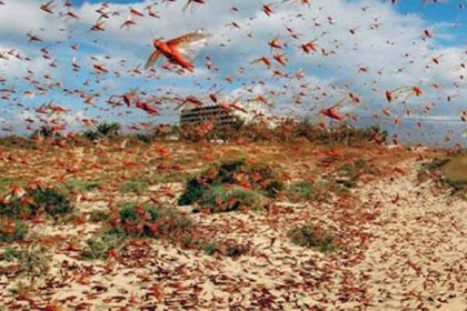 ভারতের দিকে ধেয়ে আসছে পঙ্গপাল