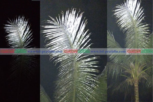 ঝিনাইদহে নারিকেল গাছের পাতার রং পরিবর্তন