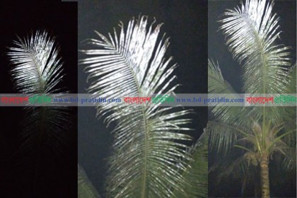 ঝিনাইদহে নারিকেল গাছের পাতার রং পরিবর্তন