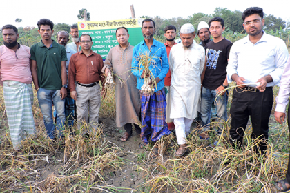 মাগুরায় বারি-১ রসুনের মাঠ দিবস অনুষ্ঠিত