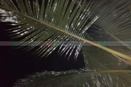 নারিকেল গাছের পাতার রং পরিবর্তনের ঘটনায় তোলপাড়