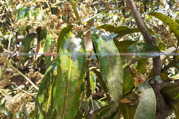 আকাশ থেকে আমপাতায় মধু পড়ার গুজব