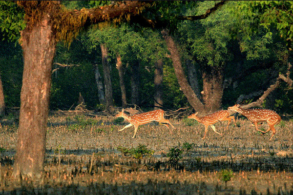 সুন্দরবনসহ বন বিভাগের সকল পর্যটন এলাকায় প্রবেশ নিষেধ