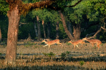 সুন্দরবনসহ বন বিভাগের সকল পর্যটন এলাকায় প্রবেশ নিষেধ