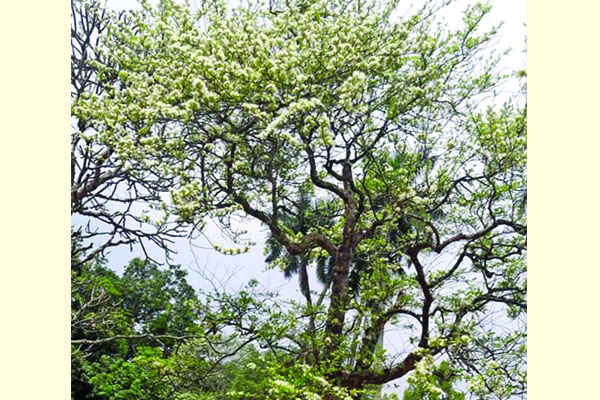 উত্তরা গণভবনে সুগন্ধি ছড়াচ্ছে সেই হৈমন্তী