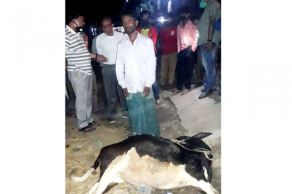 দিনাজপুরে মৃত গরু জবাইয়ের চেষ্টা, জরিমানা