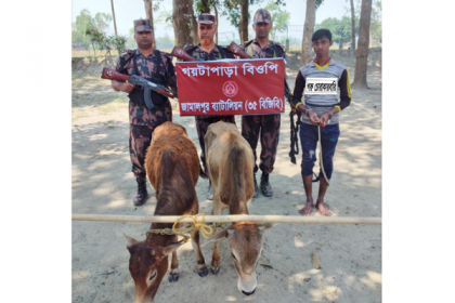কুড়িগ্রামে ভারতীয় গরুসহ আটক ১