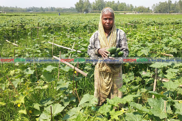 করোনায় শসার কেজি ২ টাকা, কৃষকের মাথায় হাত 