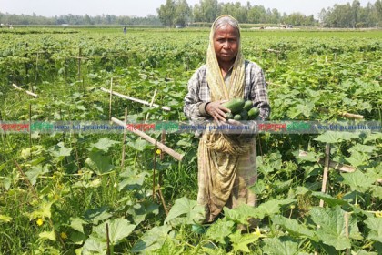 করোনায় শসার কেজি ২ টাকা, কৃষকের মাথায় হাত 