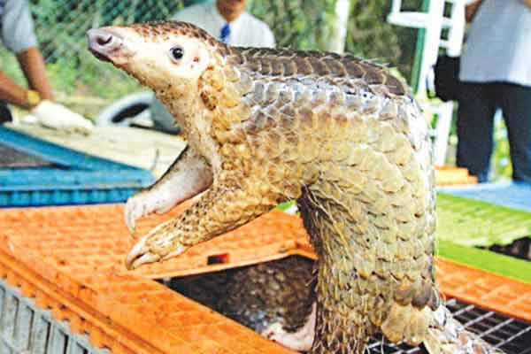 বনরুই'র মাংস খাওয়ায় চীনাদের শরীরে করোনা ছড়ানোর শঙ্কা