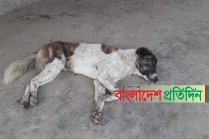 নেত্রকোনায় অজ্ঞাত কারণে কুকুরের মৃত্যু