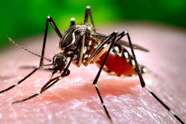 মশা কি করোনাভাইরাস ছড়াতে পারে?