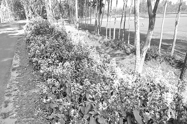 করোনাভাইরাসে সুগন্ধি ছড়াচ্ছে ভাট ফুল
