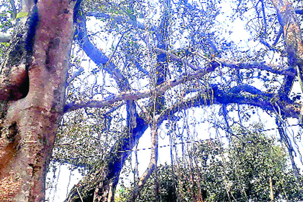 দেড় শ বছরের বটগাছের ছায়ায় ঝানঝিরা বাজার