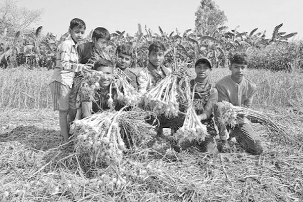 রসুনের বাম্পার ফলন