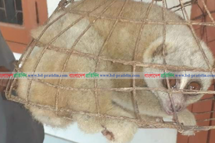 বিরল প্রজাতির লজ্জাবতি বানর উদ্ধার