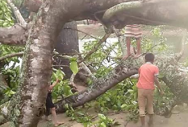 ব্রাহ্মণবাড়িয়ার নাসিরনগরে শিলা বৃষ্টিতে ফসলের ক্ষতি