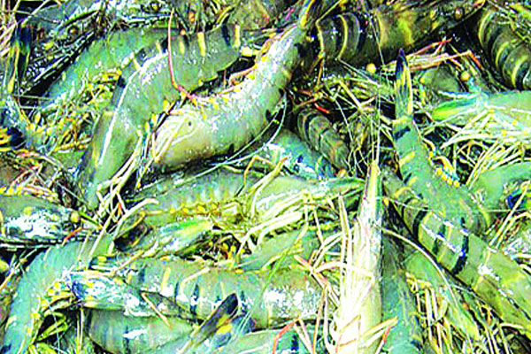 মহাসংকটে দক্ষিণাঞ্চলের চিংড়িশিল্প